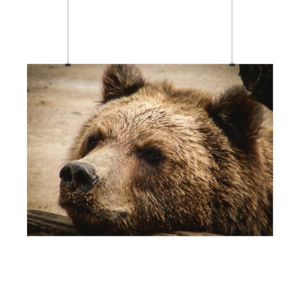 92408-528.jpg Brown Bear Snout Poster