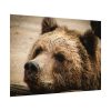 92408-529.jpg Brown Bear Snout Poster