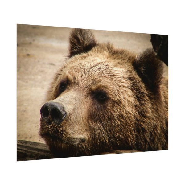 92408-529.jpg Brown Bear Snout Poster