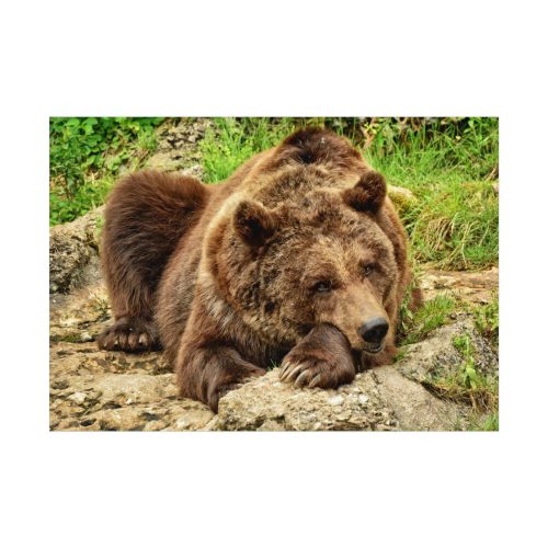 Brown Bear Wild Poster