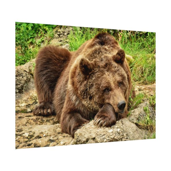 92408-539.jpg Brown Bear Wild Poster