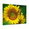 92408-54.jpg Butterfly on Sunflower Poster