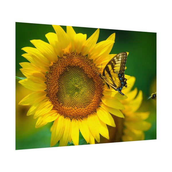 92408-54.jpg Butterfly on Sunflower Poster