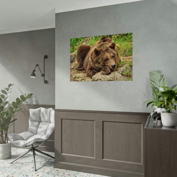 92408-541.jpg Brown Bear Wild Poster