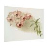 92408-549.jpg Dendrobium Phalænopsis by Frederick Sander Poster