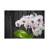 92408-552.jpg White Orchid Plant Poster