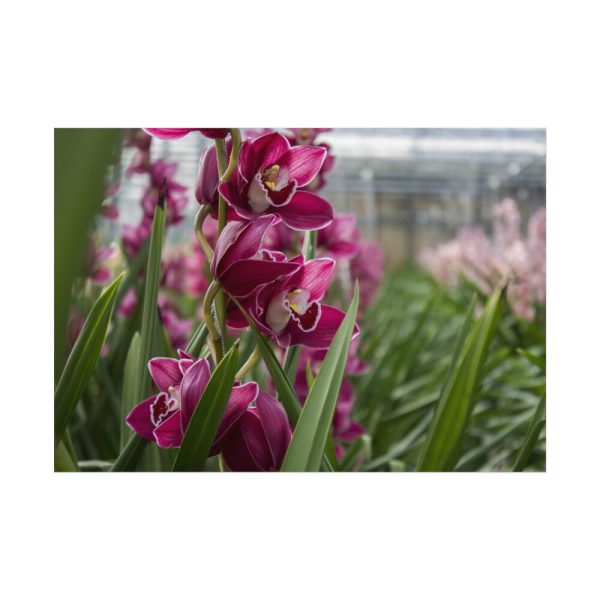92408-557.jpg Orchid Cash Plant Poster