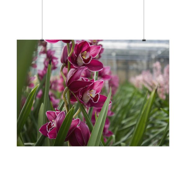 92408-558.jpg Orchid Cash Plant Poster