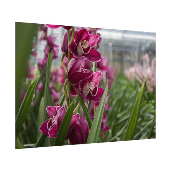 92408-559.jpg Orchid Cash Plant Poster