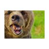 92408-562.jpg European Brown Bear Poster