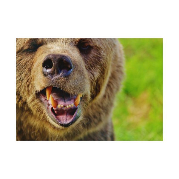 92408-562.jpg European Brown Bear Poster