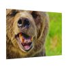 92408-564.jpg European Brown Bear Poster