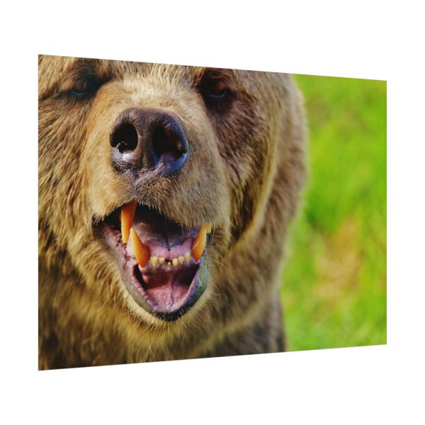 92408-564.jpg European Brown Bear Poster