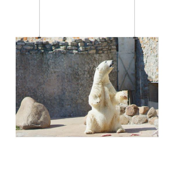 White Polar Bear Zoo Poster
