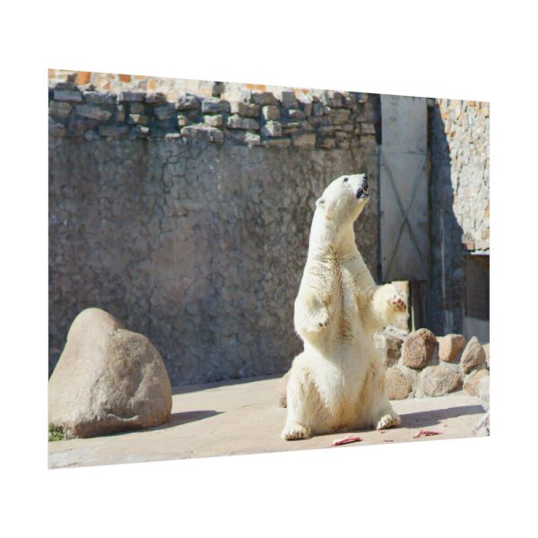White Polar Bear Zoo Poster
