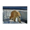 92408-572.jpg Wet Polar Bear Poster