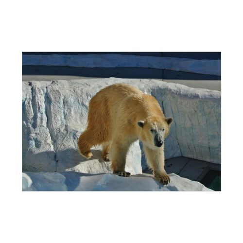 Wet Polar Bear Poster