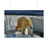 92408-573.jpg Wet Polar Bear Poster