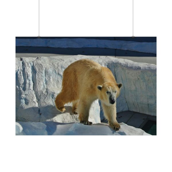 92408-573.jpg Wet Polar Bear Poster