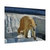 92408-574.jpg Wet Polar Bear Poster