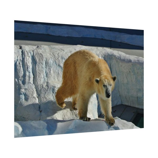 92408-574.jpg Wet Polar Bear Poster