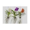 Three Orchids Poster