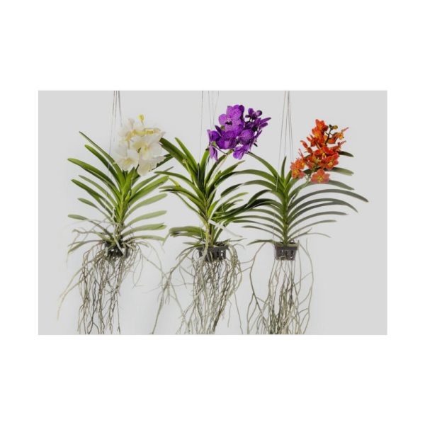 Three Orchids Poster