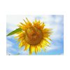 92408-60.jpg Sunflower with Blue Sky Poster