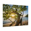 92408-609.jpg Sneaker Hanging from a Sand Beach Tree at Sunset Poster