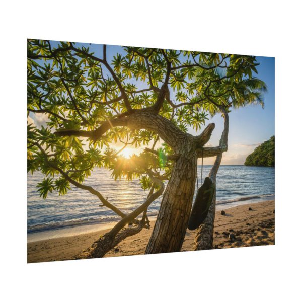 92408-609.jpg Sneaker Hanging from a Sand Beach Tree at Sunset Poster