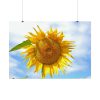 92408-61.jpg Sunflower with Blue Sky Poster