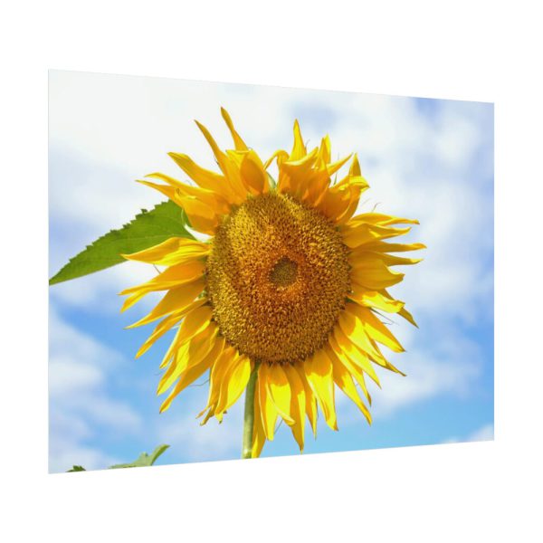 92408-62.jpg Sunflower with Blue Sky Poster