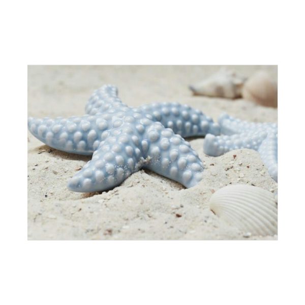 92408-672.jpg Starfish Poster