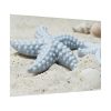 92408-674.jpg Starfish Poster