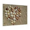92408-679.jpg Heart Stones on Beach Poster