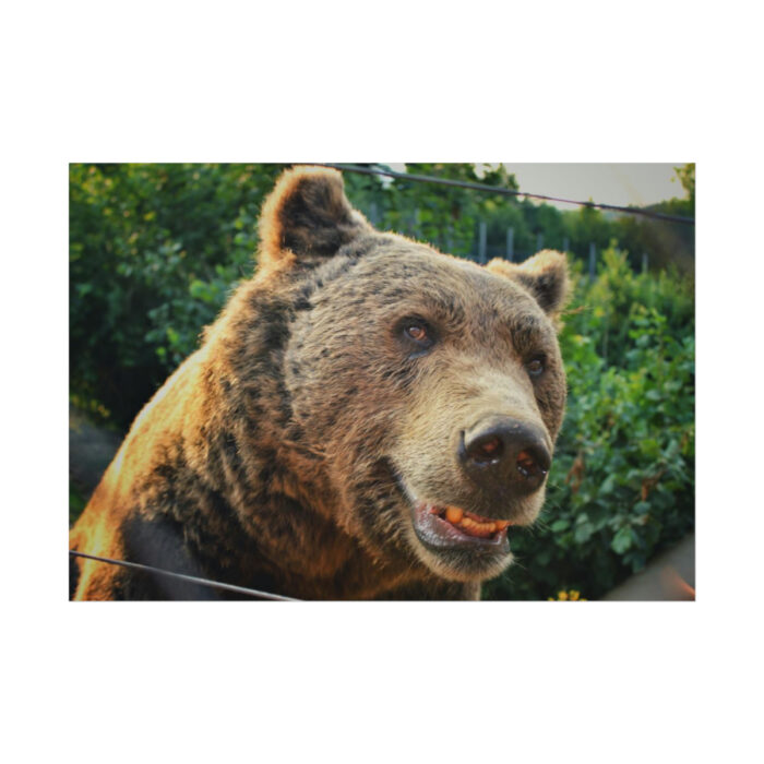 Grizzly Bear Snout Poster - Image 1
