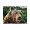 Grizzly Bear Snout Poster