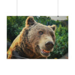 Grizzly Bear Snout Poster - Image 2
