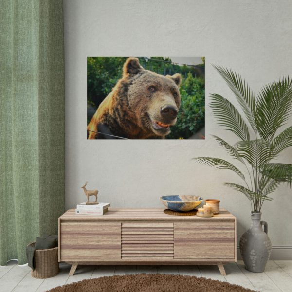 Grizzly Bear Snout Poster