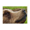 92408-697.jpg European Brown Bear Close up Poster