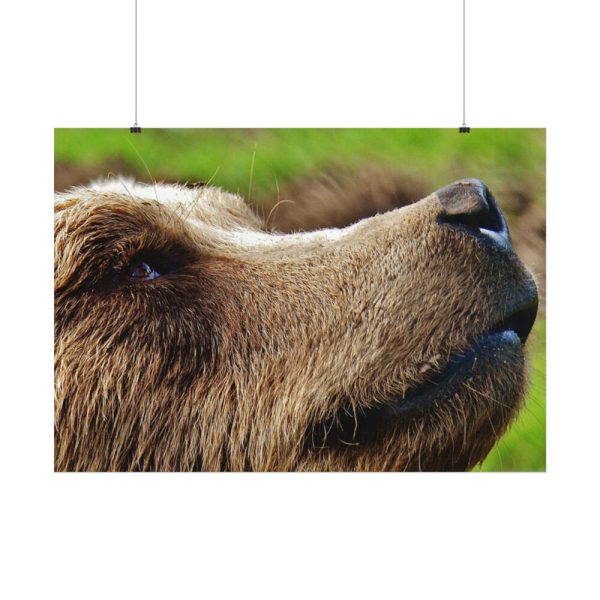 92408-698.jpg European Brown Bear Close up Poster