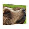 92408-699.jpg European Brown Bear Close up Poster