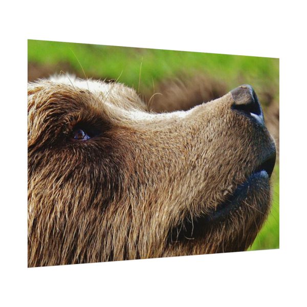 92408-699.jpg European Brown Bear Close up Poster
