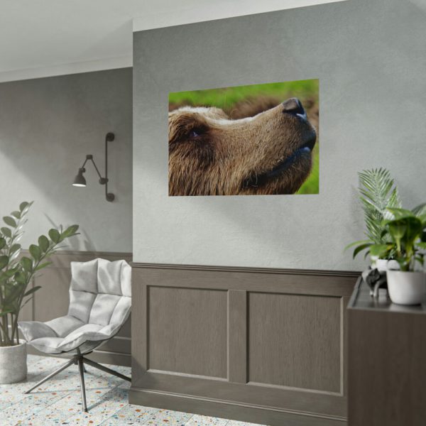 92408-701.jpg European Brown Bear Close up Poster