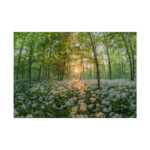Forest at Sunset with Bear's Garlic Poster