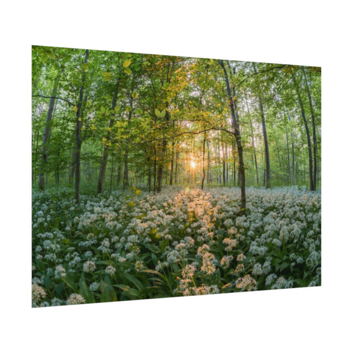 Forest at Sunset with Bear's Garlic Poster - Image 3