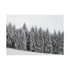 92408-722.jpg Snow Covered Trees in Forest Poster