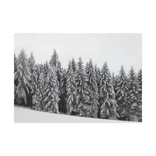 Snow Covered Trees in Forest Poster