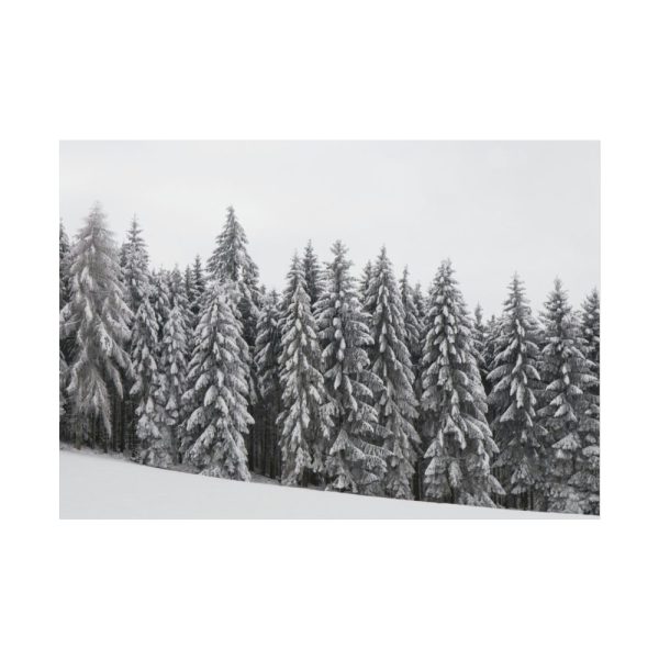 92408-722.jpg Snow Covered Trees in Forest Poster