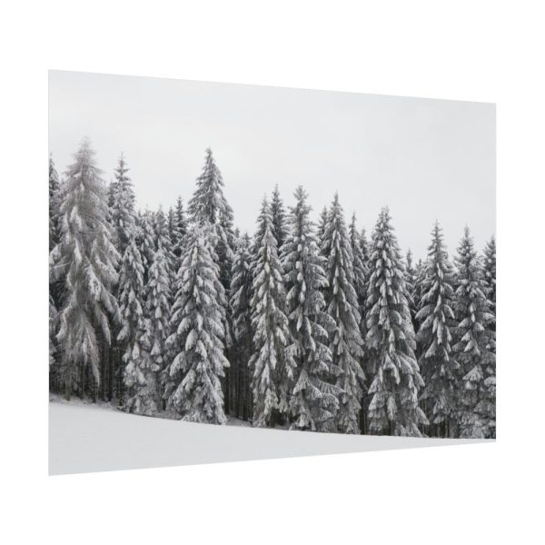 92408-724.jpg Snow Covered Trees in Forest Poster